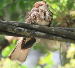 Hydropsalis cayennensis