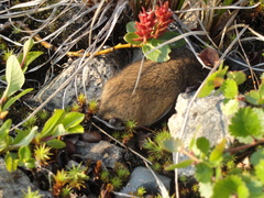 Lemmus trimucronatus