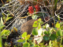 Lemmus trimucronatus
