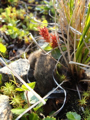 Lemmus trimucronatus