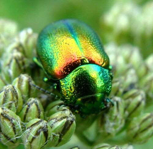 Tansy Beetle