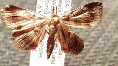 Phalaenostola larentioides