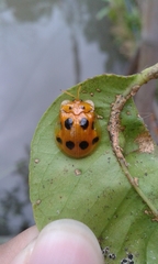 Basiprionota decempustulata