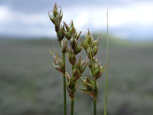 Carex vallicola