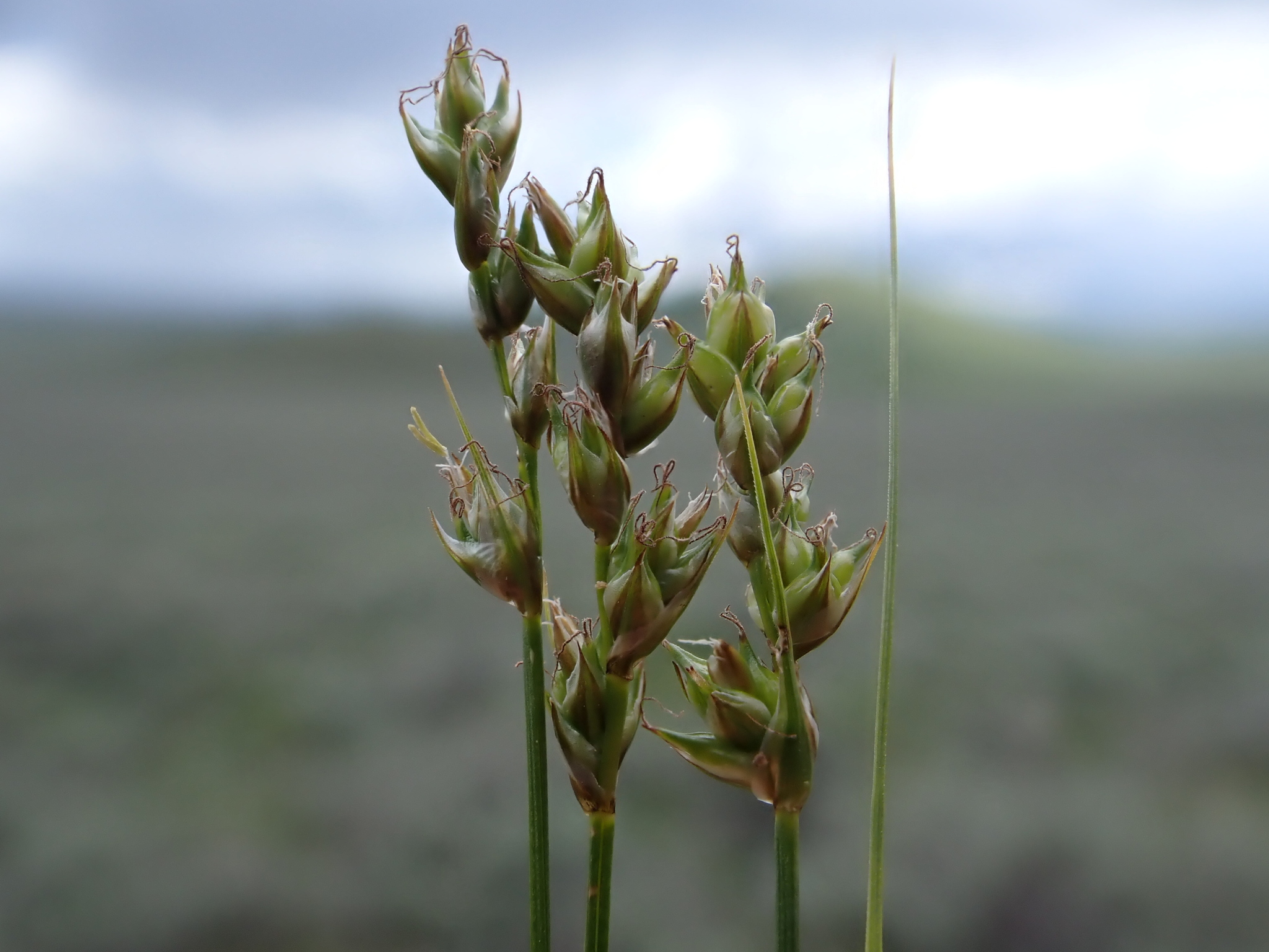 Carex vallicola