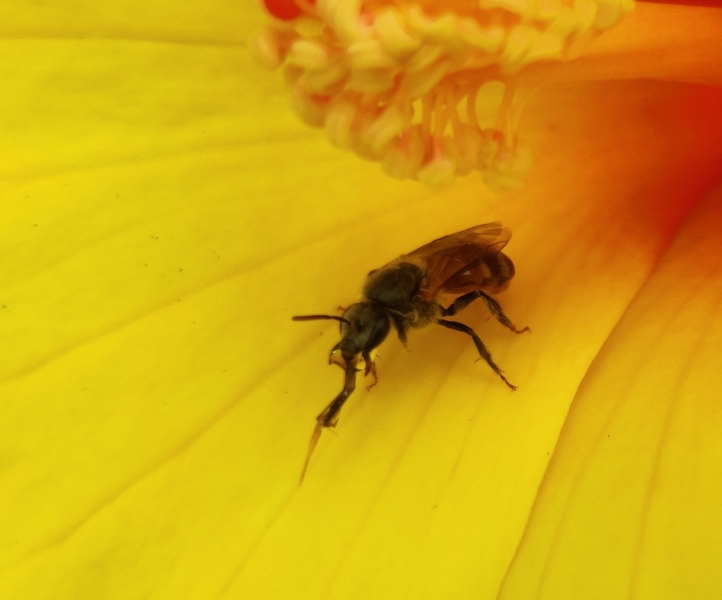Ipomalictus