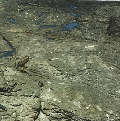 Nyctanassa violacea pauper