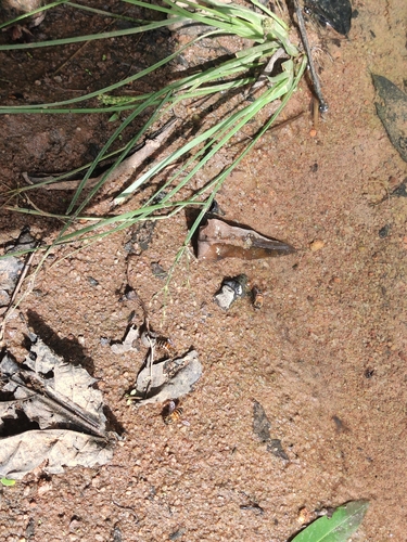Western Honey Bee