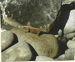 Microlophus delanonis