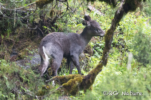 Tufted Deer (Elaphodus cephalophus)