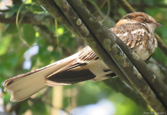 Hydropsalis cayennensis