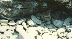 Microlophus delanonis