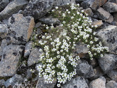 Cherleria arctica