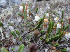 Cassiope tetragona tetragona