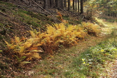 Oreopteris limbosperma