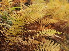 Oreopteris limbosperma