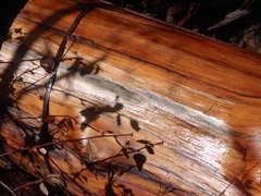 Calocedrus decurrens