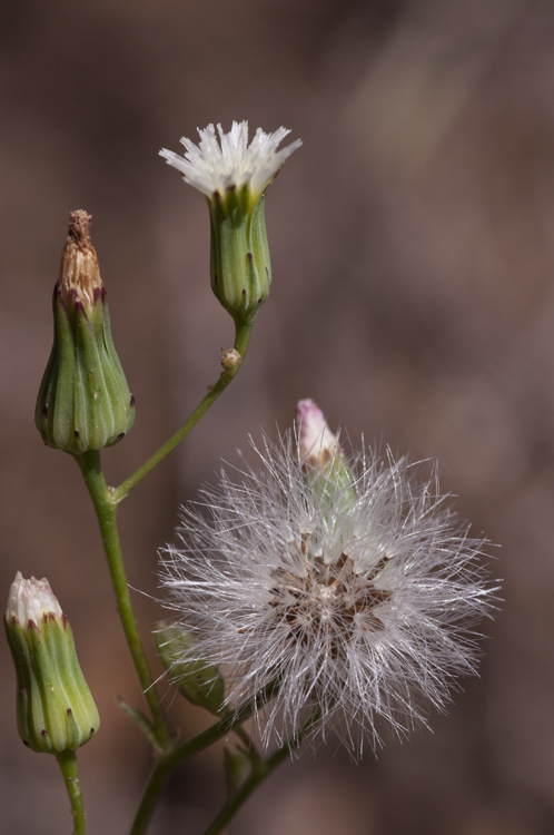 Malacothrix stebbinsii
