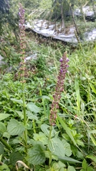 Coleus monostachyus