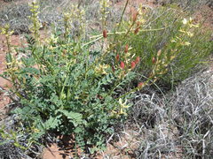 Astragalus ampullarioides