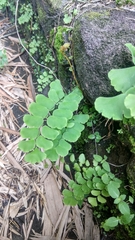 Adiantum philippense