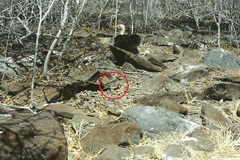 Zenaida galapagoensis