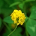 Black Medick - Photo (c) laurenz60, some rights reserved (CC BY-NC)