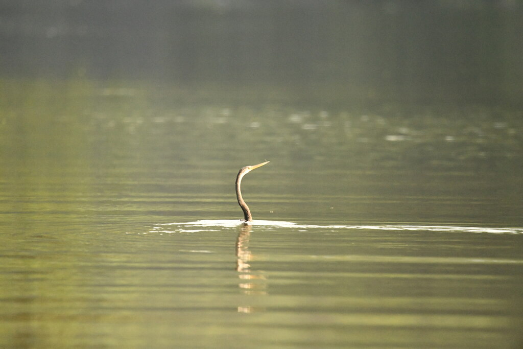 Oriental darter swimming with only its long neck and head above the water