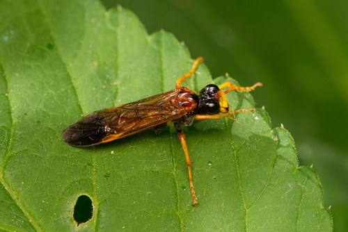 Tenthredo campestris nuotrauka