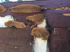 Gloeophyllum trabeum