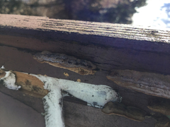 Gloeophyllum trabeum