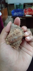 Bursidae