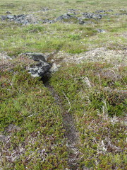 Lemmus trimucronatus