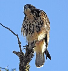 White-Throated Hawk photo 3
