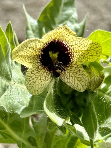 blen čierny (Hyoscyamus niger)