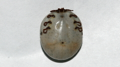 Bothriocroton hydrosauri