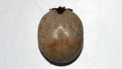 Bothriocroton hydrosauri