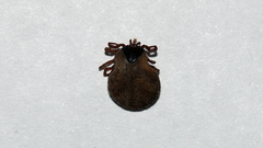 Bothriocroton hydrosauri