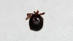 Bothriocroton hydrosauri