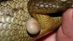 Bothriocroton hydrosauri