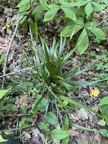 Kral's Sedge (Carex kraliana)