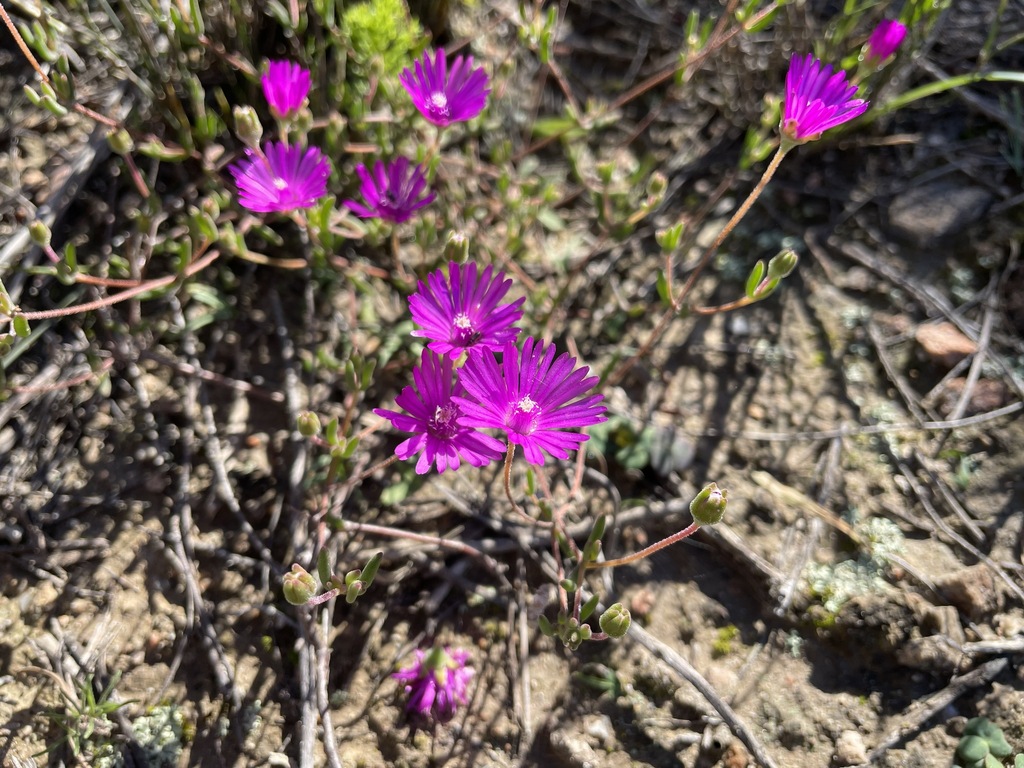 Drosanthemum gracillimum from Garden Route District Municipality, South ...