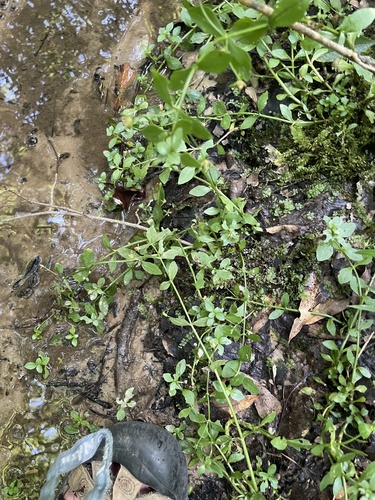 Florida Hedge Hyssop (Gratiola floridana)