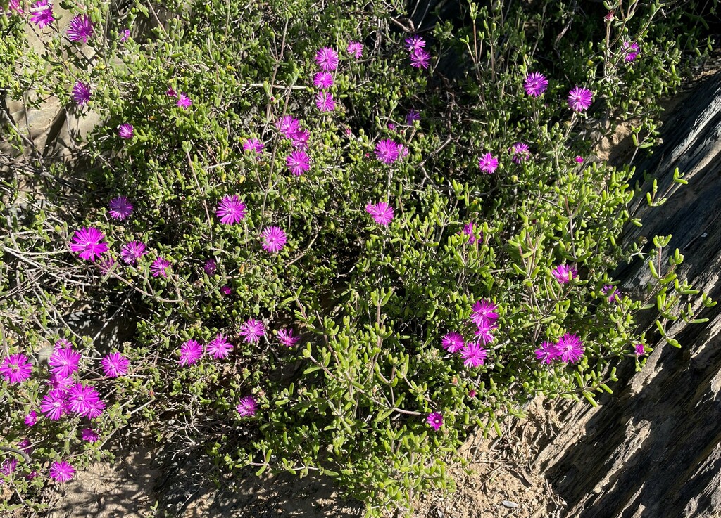 Drosanthemum gracillimum from Garden Route District Municipality, South ...