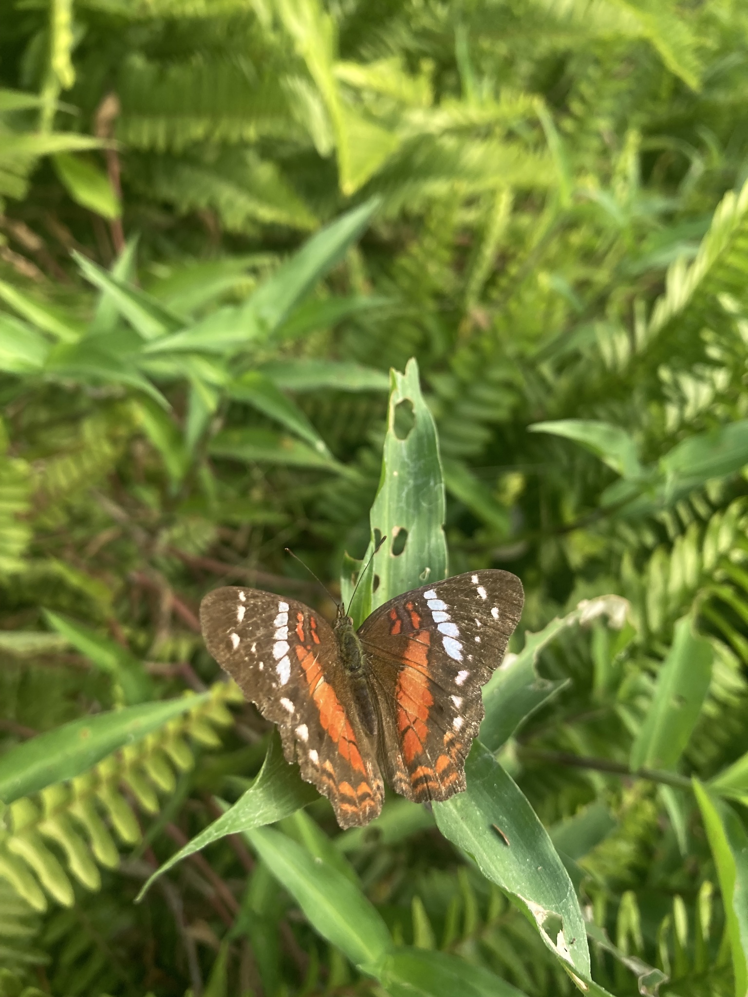 Anartia image