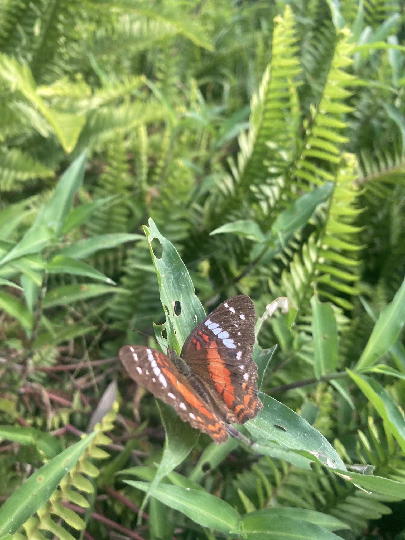 Anartia amathea image