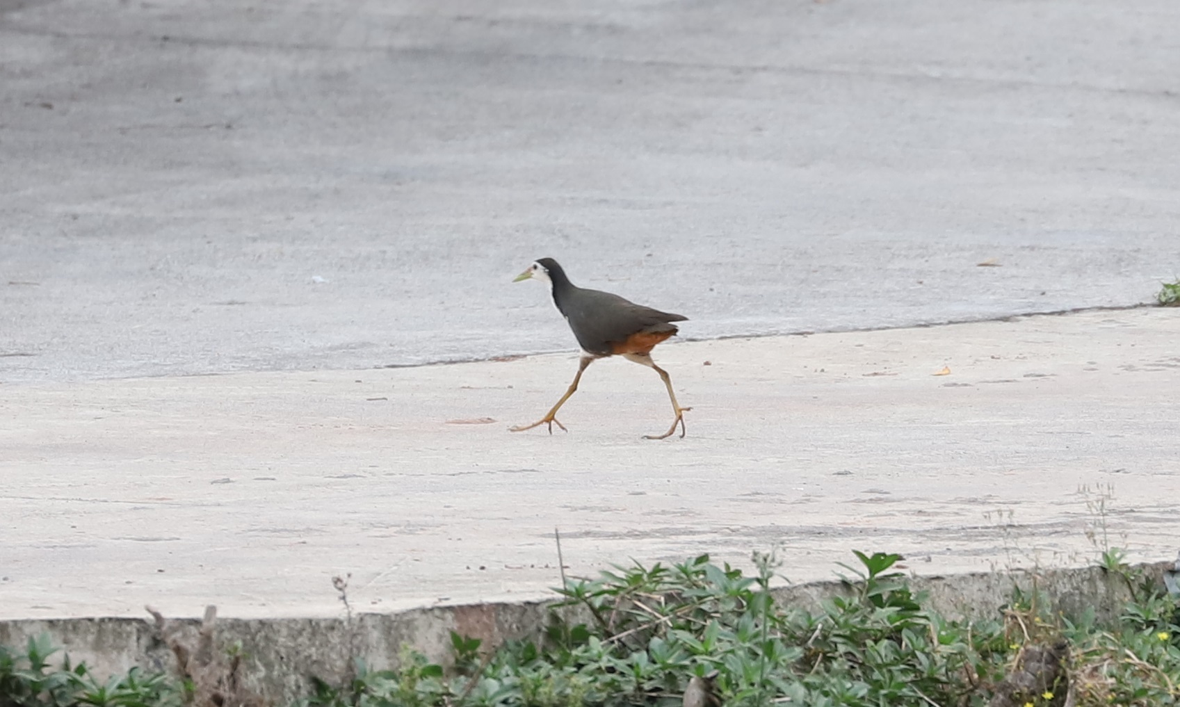 White-breasted Waterhen