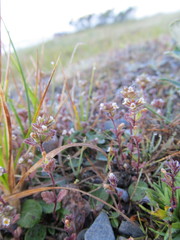 Euphrasia subarctica