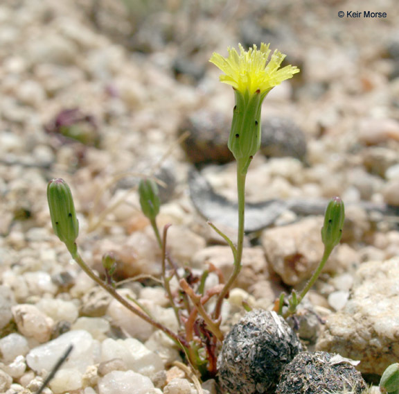 Malacothrix clevelandii