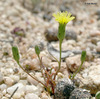 Cleveland's Desert Dandelion - Photo (c) 2008 Keir Morse, some rights reserved (CC BY-NC-SA)
